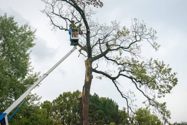 Naperville, IL  Tree Services Company